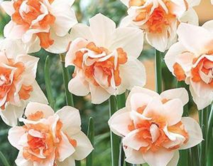 Narcis ´Replete´