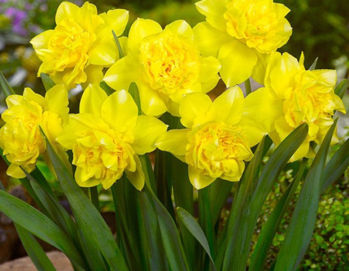 Narcis ´Dick Wilden´