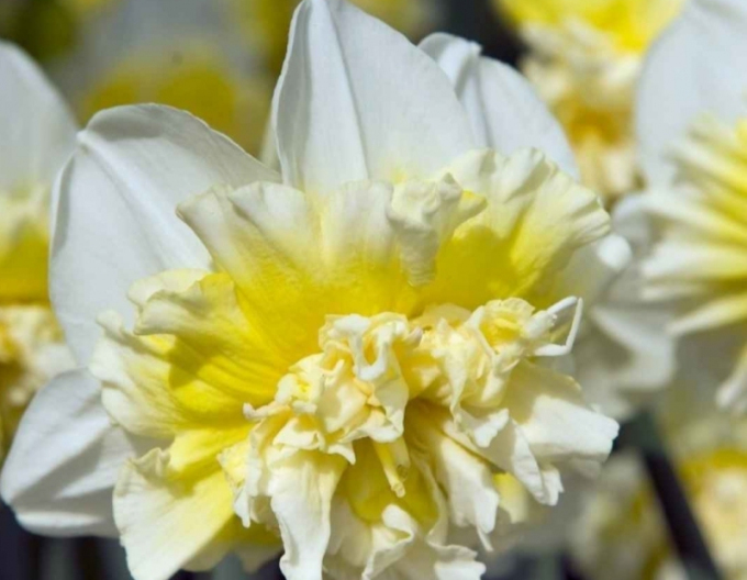 Narcis ´Ice King´