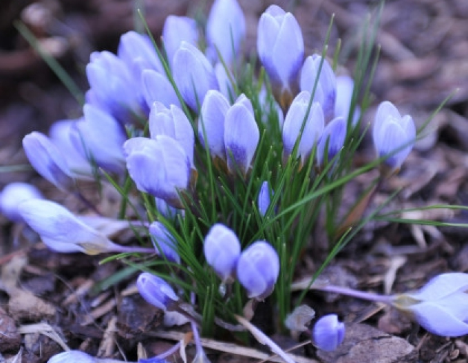 Krokus ´Blue Pearl´
