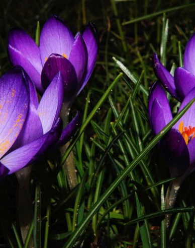 Krokus ´Ruby Giant´