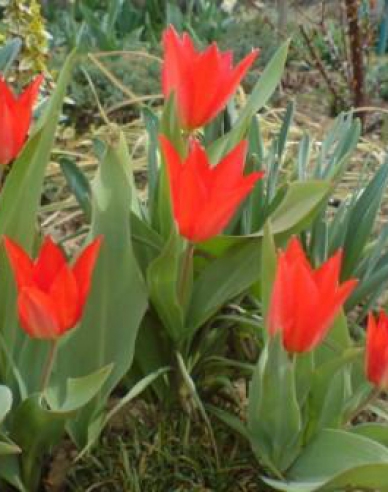 Tulipán botanický´ Van Tubergens Variety´