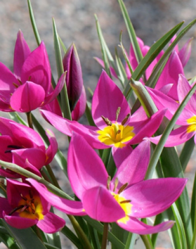 Tulipán botanický ´Eastern Star´