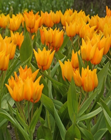 Tulipán botanický ´Praestans Shogun´