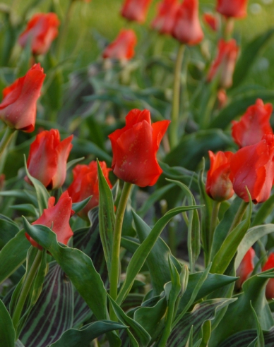 Tulipán greigi ´Red Redding Hood´