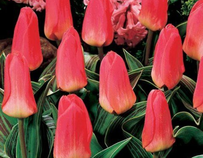 Tulipán greigi ´Oratorio´