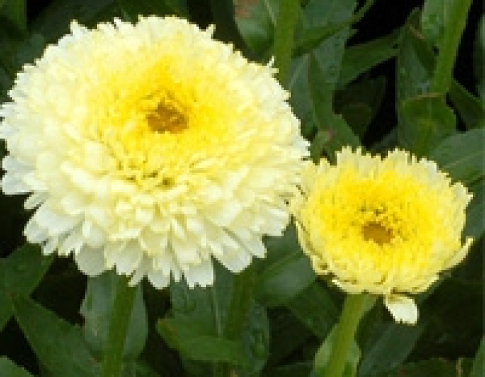 Margaréta  ’Luna’