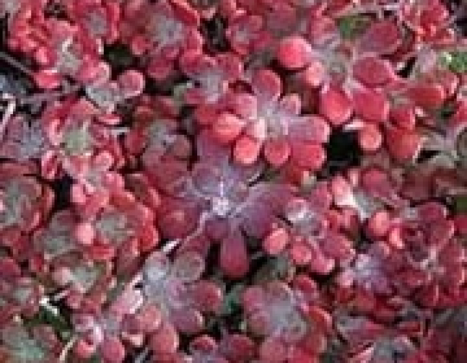 Rozchodník ´Purpureum´