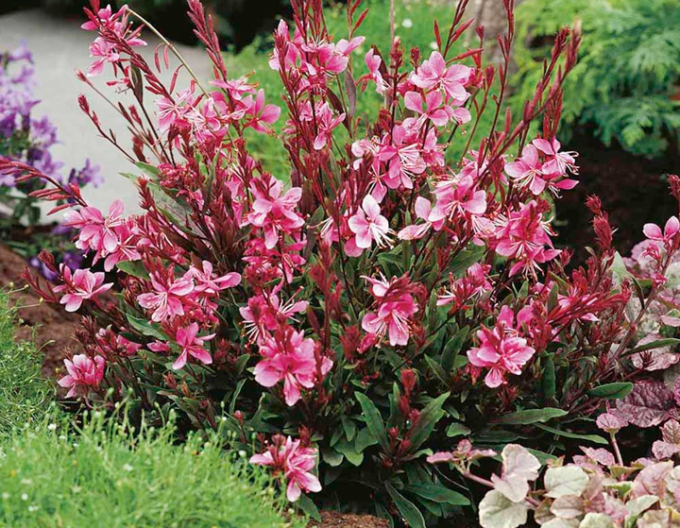Gaura ’Pink Dwarf’