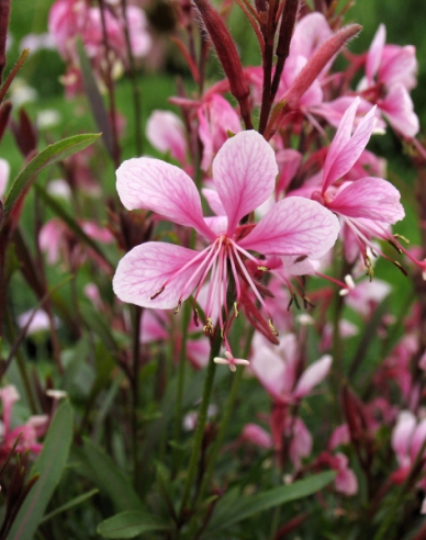 Gaura ’Pink Dwarf’