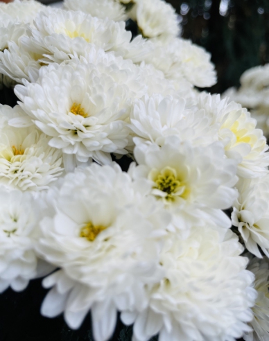 Chryzantéma biela