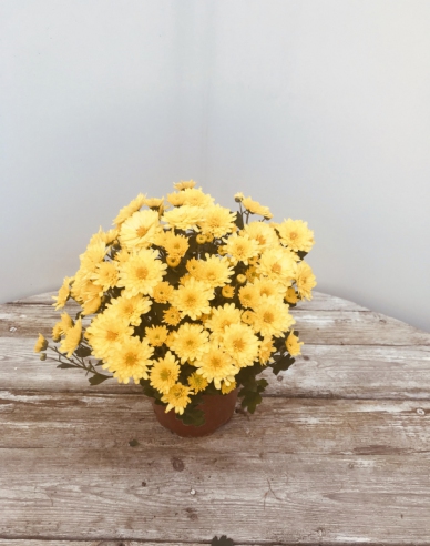 Chryzantéma žltá