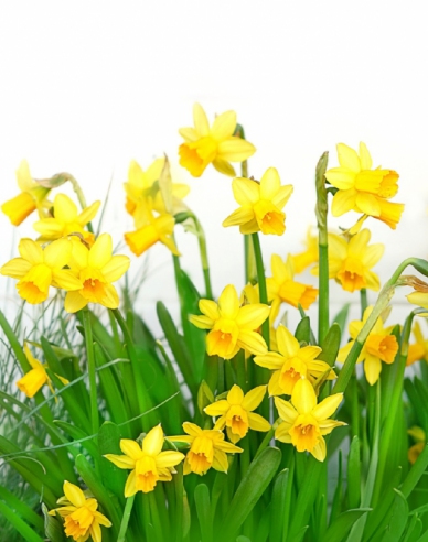 Narcis ´Tete A Tete´