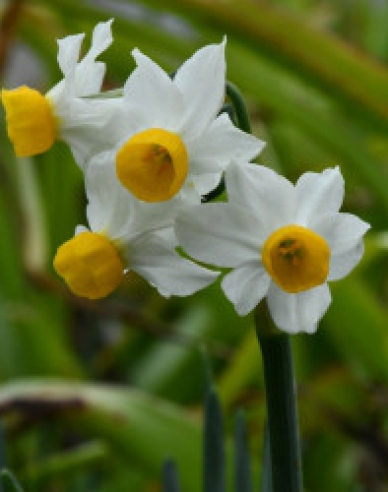 Narcis ´Canaliculatus´