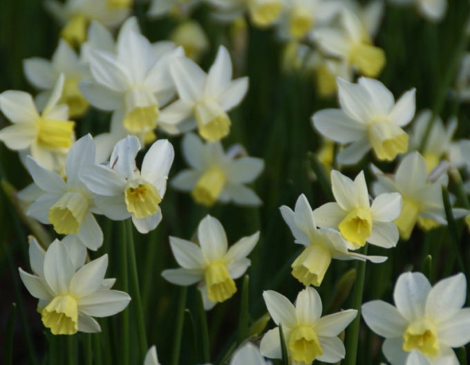 Narcis ´Sailboat´