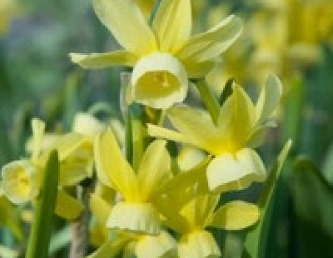 Narcis ´Hawera´