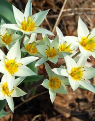 Tulipán botanický ´Turkestanica´