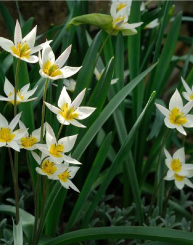 Tulipán botanický ´Turkestanica´