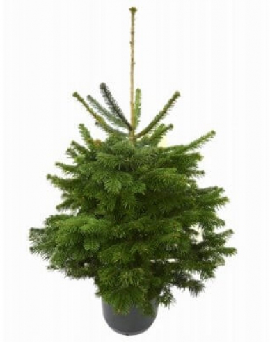 Smrek pančičov (Omorika) 100/125 cm