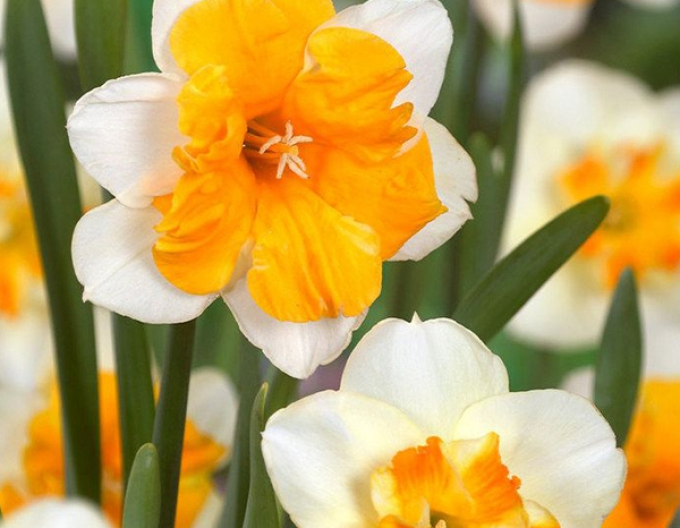 Narcis ´Orangery´