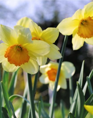 Narcis ´Orangery´