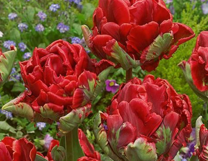 Tulipán  ´Rococo´