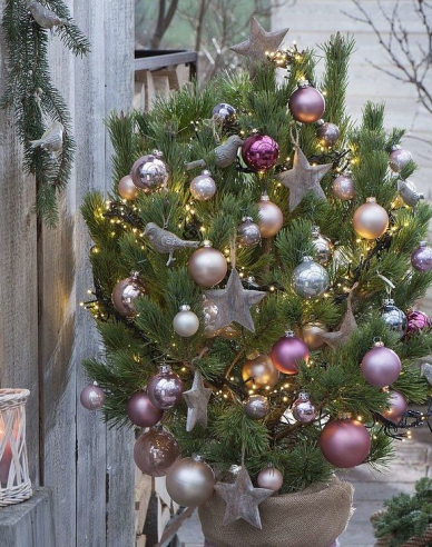 Borovica čierna 60/80cm, kont.