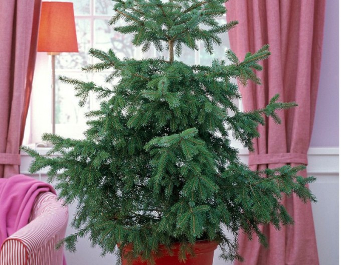 Smrek pančičov 125/150 cm