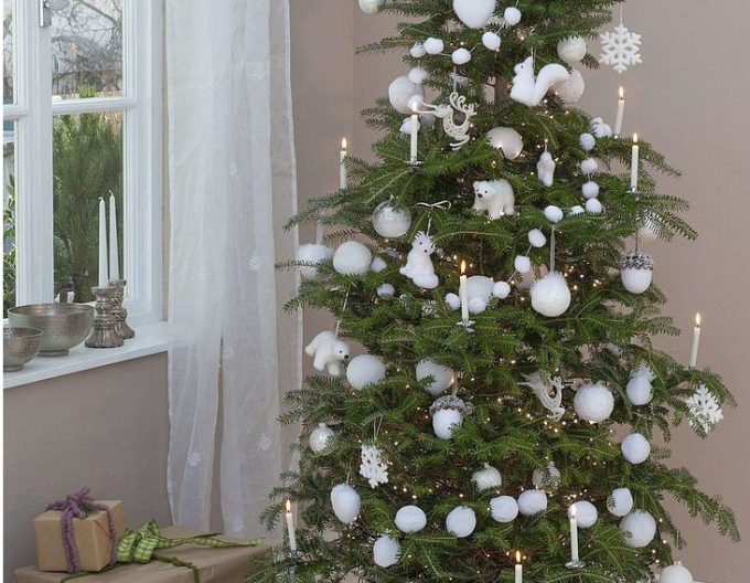 Jedľa korejská  100/125 cm, kont.