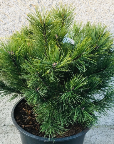 Borovica čierna 40/60cm, kont.