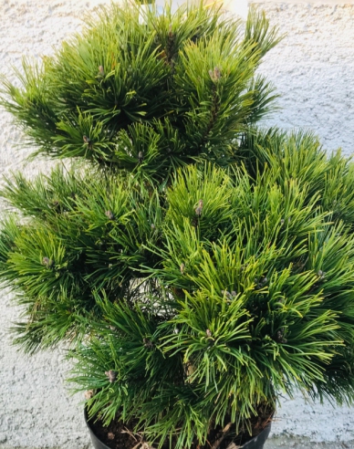 Borovica čierna 60/80cm, kont.