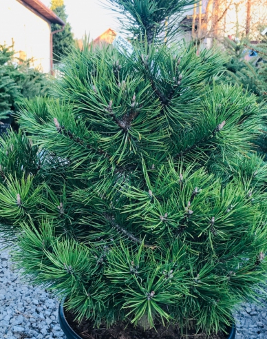 Borovica čierna 80/100 cm, kont.