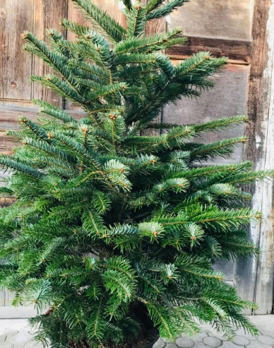 Jedľa normandská (kaukazská) 100/120 cm, kont.