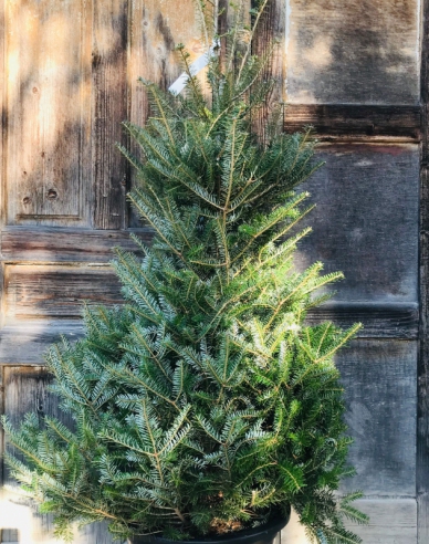 Jedľa korejská  100/125 cm, kont.