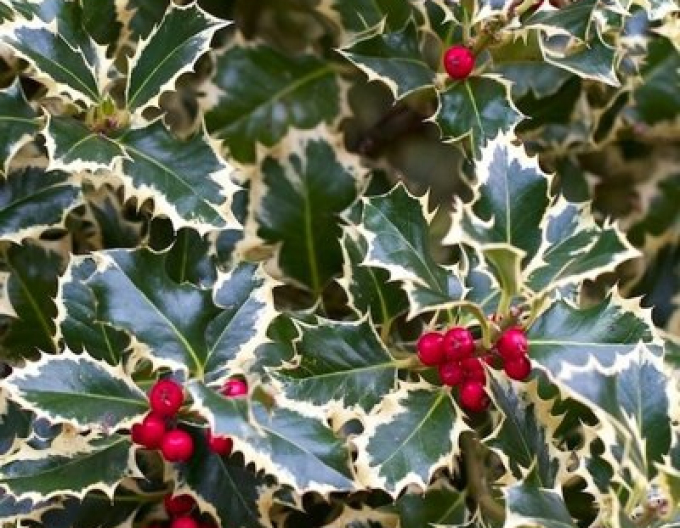 Cezmína ostrolistá ´Variegata ´