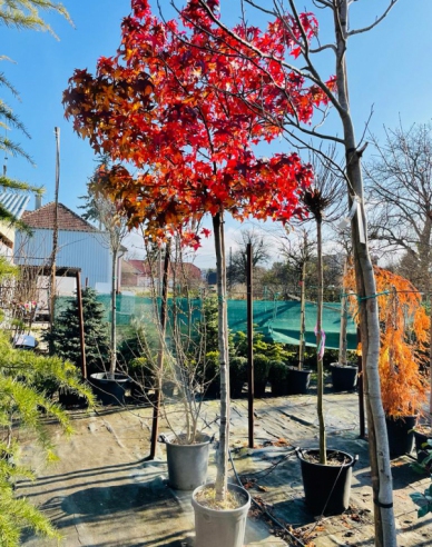 Ambrovník "Gumball" na kmienku