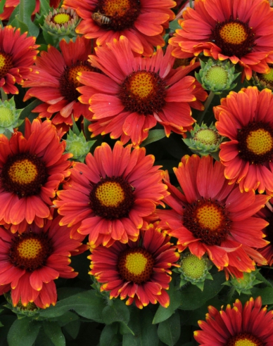 Kokarda  ’Arizona Red Shades’