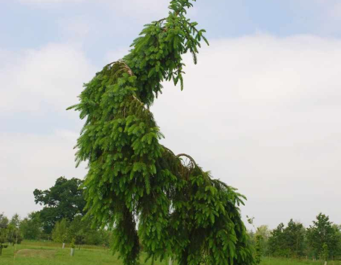 Smrek Pančičov ´Pendula´