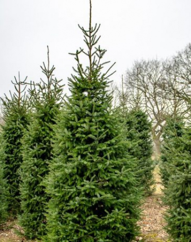Smrek pančičov 150/175 cm, kont