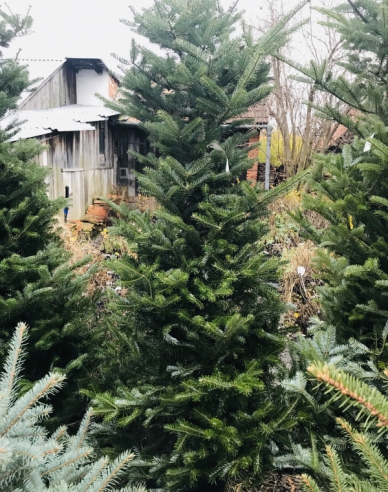 Jedľa korejská  175/200cm, kont.