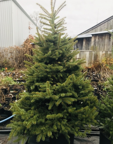 Smrek pichľavý 150/175 cm, kont.