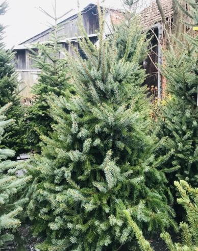 Smrek pančičov 150/175 cm, kont