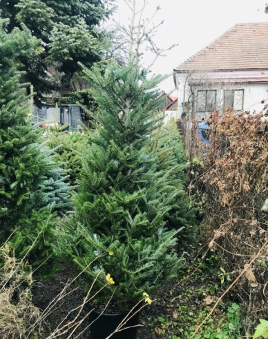 Jedľa korejská  150/175 cm, kont.