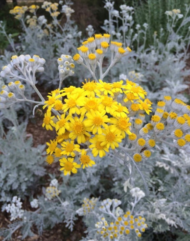 Palina "Silver Brocade"