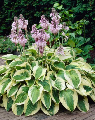 Hosta Funkia ’Wide Brim’1l