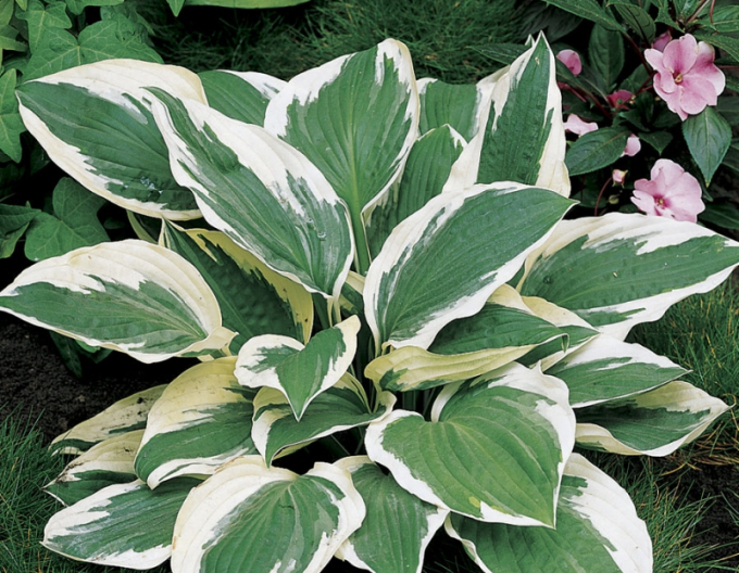 Hosta  "Patriot"