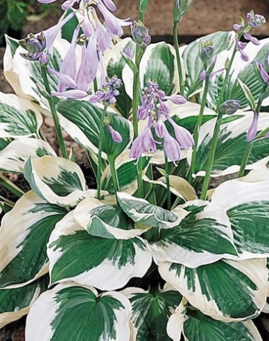 Hosta  "Patriot"