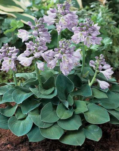 Hosta "Blue Mouse Ears"