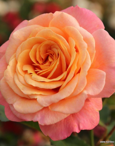 Ruža ´Peach Melba´