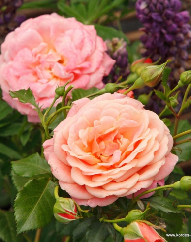 Ruža ´Peach Melba´